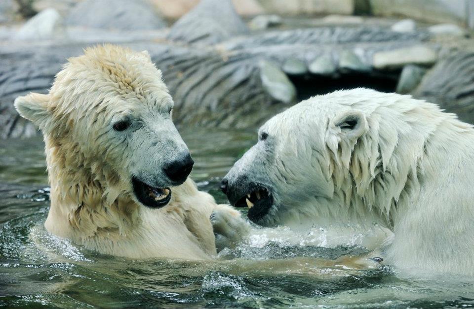 Foto (c) Petr Slavík, Zoo Praha